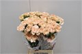 Гвоздика ст-Dianthus st-Lege Marrone-65cm-va 7cac3d55-9be3-11ed-0a80-0c4c001ba1b2
