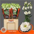 Лизиантус G-Lisianthus G-Rosi White-72cm-va 7cb0d0f5-9be3-11ed-0a80-0c4c001ba1f1