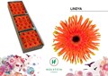 Гербера-Gerbera-Kv Doos Gerpasta Lindya-45cm 0d30915e-557b-11ee-0a80-020700364f9c