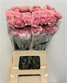 Гвоздика ст-Dianthus st-Lege Pink Ml-65cm-va 7cbfc4c1-9be3-11ed-0a80-0c4c001ba2bd