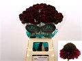 Скабиоза-Scabiosa-At Re Vel Scoop-70cm 7cc58439-bfa5-11ec-0a80-0b4c0007f5f7