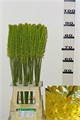 Эремурус-Eremurus- Yellow Cleo-90cm 7cc65608-e0d4-11ec-0a80-0b25000efcc5