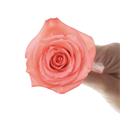 Роза-Rosa-Amsterdam-60cm--PE 7cc7699b-95da-11ee-0a80-107d0014e1a4