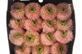 Гербера-Gerbera-Gr Pomponi Himalia Diamond-50cm 7ccf4e22-e0d4-11ec-0a80-0b25000efcc8