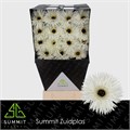 Гербера-Gerbera-Spider Noble Diamond-45cm 7cd855c5-e0d4-11ec-0a80-0b25000efccb
