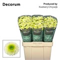 Хризантема сант-Chrysant sant-Maverick White-55cm-125gr 7cd9c243-68d3-11f0-0a80-0fb6000162c3