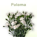 Гвоздика куст SE-Dianthus sp SE-Paloma-FC/ 7cdd56e6-7c73-11ed-0a80-01160011045a