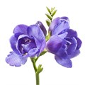 Фрезия-Freesia-Du Blue Bayou-54cm-26gr 7ce0aad4-68d3-11f0-0a80-0fb6000162c6