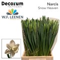 Нарцис-Narcissus-Snow Heaven-45cm-30gr-va 7ce32608-9be3-11ed-0a80-0c4c001ba2e7