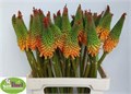 Книфофия-Knifofia-Alcazar--65cm 7ce8679f-e0d4-11ec-0a80-0b25000efcce