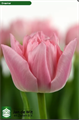 Тюльпан-Tulip-Du Dreamer-36cm-38gr-va 7ce93310-9be3-11ed-0a80-0c4c001ba2eb