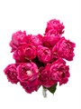 Роза куст-Rosa sp-Julietta Cerise-/53cm-Ti 7cebef7f-d412-11ee-0a80-04cc0038e636