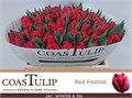 Тюльпан-Tulip-Du Ov-35cm-35gr-va 7cef44a8-9be3-11ed-0a80-0c4c001ba2ef