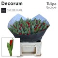 Тюльпан-Tulip-En Escape-38cm--34gr 7cf69605-f5e5-11ef-0a80-13bd00245f9f