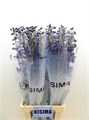 Дельфиниум-Delphinium-En Sea Waltz-90cm 0d34c5e5-7850-11ed-0a80-073a0025de26