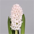 Гиацинт-Hyacinthus-China Pink-30cm-va 7cfd60d3-9be3-11ed-0a80-0c4c001ba2f7