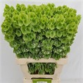 Молюцелла-Moluccella-Stuk--65cm 7cff01c3-e0d4-11ec-0a80-0b25000efcd1