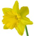 Нарцис-Narcissus-Dutch Master-32cm-85gr-va 7d0f3745-9be3-11ed-0a80-0c4c001ba303
