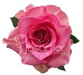 Роза-Rosa-Enjoy-50cm-JR 7d1480ec-5fd8-11ef-0a80-064d0018992d