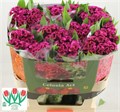 Целозия-Celosia-C Bar Bora-75cm 0d37b136-fd72-11ed-0a80-0db50025ee40