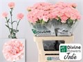 Гвоздика ст-Dianthus st-Jodie--70cm 7d29e940-0d42-11ef-0a80-08520016264a