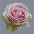 Роза-Rosa-Frutteto-60cm-IS 7d2c3d02-bfa9-11ec-0a80-0b4c000bd851