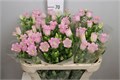 Кампанула-Campanula-Champion Pink-75cm 7d34989f-bfa3-11ec-0a80-0b4c0005ffa0