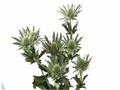 Эрингиум-Eryngium-Sirius Qstar--60cm 7d352ccb-e76c-11ee-0a80-0bf2000cda7c