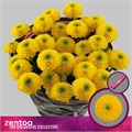 Хризантема куст-Chrysant Tr-Letitbe-70cm-90gr 7d36f631-68d3-11f0-0a80-0fb6000162d1