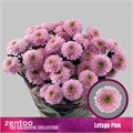 Хризантема куст-Chrysant Tr-Letsgo Pink-70cm-90gr 7d39725e-68d3-11f0-0a80-0fb6000162d4
