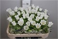 Кампанула-Campanula-Champion White--75cm 7d3a48b4-bfa3-11ec-0a80-0b4c0005ffa7