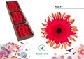 Гербера-Gerbera-Kv Doos Gerpasta Foxy-45cm 0d37c046-557b-11ee-0a80-020700364f9f