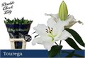 Лилия-Lilium-Or Tourega-100cm 7d436d0d-68d3-11f0-0a80-0fb6000162da