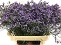 Лимониум-Limonium-Maine Blue-80cm-30gr 7d6dfd8b-0bea-11ed-0a80-0f15004291ed