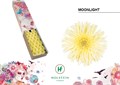 Гербера-Gerbera-Mi Spider Moonlight Half Doos-45cm 7d6f1576-e0d4-11ec-0a80-0b25000efcda