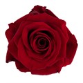 Роза-Rosa-Redvolution-60cm-JR 7d783fb7-cde5-11ef-0a80-01a800641307