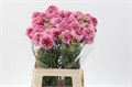 Скабиоза-Scabiosa-At Marshm Scoop-60cm 7d7a37c0-bfa5-11ec-0a80-0b4c0007f6b5