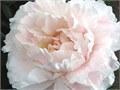 Пион-Paeonia-Mothers Choice-50cm-SF 7d815bf3-d742-11ec-0a80-0b220005de38