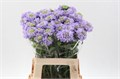 Скабиоза-Scabiosa-At F Scoop Lavendel-60cm 7d83261e-bfa5-11ec-0a80-0b4c0007f6be