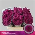 Хризантема сант-Chrysant sant-Aaa Purpetta-50cm-110gr 7d913a0d-bc6a-11ef-0a80-115e0027fb64