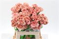 Гвоздика ст-Dianthus st-Caramel 60cm-60cm 7dabff36-e0d4-11ec-0a80-0b25000efce0