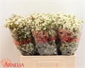 Хамелациум-Chamelaucium-Dawn Pearl-60cm-35gr 7daf17ec-0bea-11ed-0a80-0f15004291f6
