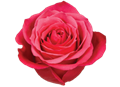 Роза-Rosa-Cherry O-50cm-CN 7dafbe49-a225-11ed-0a80-067e0011b1ec