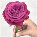 Роза-Rosa-Precious Moments-40cm-FL 7db40f9a-c018-11ee-0a80-0352000aa135