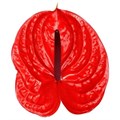Антуриум Anthurium Impulz 7db707ea-688a-11f0-0a80-1a22000f390a