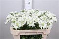 Скабиоза-Scabiosa-C Annabelle-65cm 7db875e0-bfa5-11ec-0a80-0b4c0007f6f1