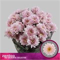 Хризантема куст-Chrysant Tr-Pastela Pink-70cm-95gr 7dc69981-bc6a-11ef-0a80-115e0027fb80