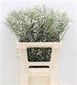 Гениста-Genista-Wit Bs-65cm-150gr 0d3b4440-7850-11ed-0a80-073a0025de29