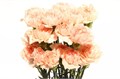 Гвоздика ст-Dianthus st-Peach Novia 60cm-60cm 7dd45f03-e0d4-11ec-0a80-0b25000efce3