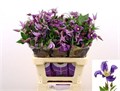 Клематис-Clematis-Blue Pirouette-60cm 7def7fb4-bfa4-11ec-0a80-0b4c00070118